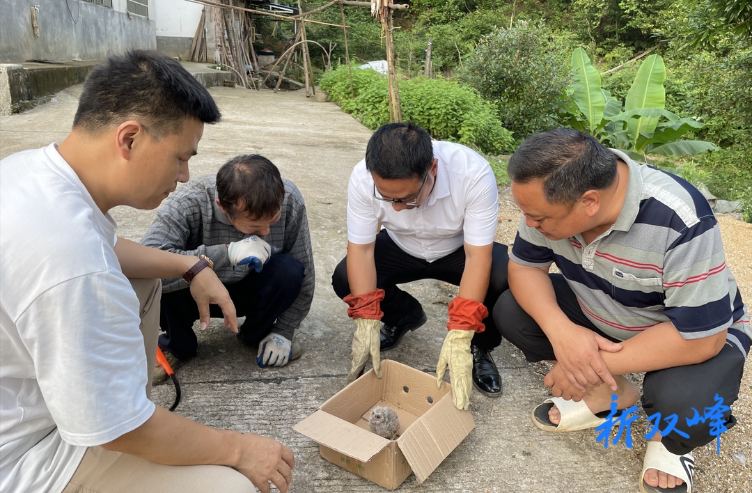 杏子铺镇：爱心村民施救受伤小鸟