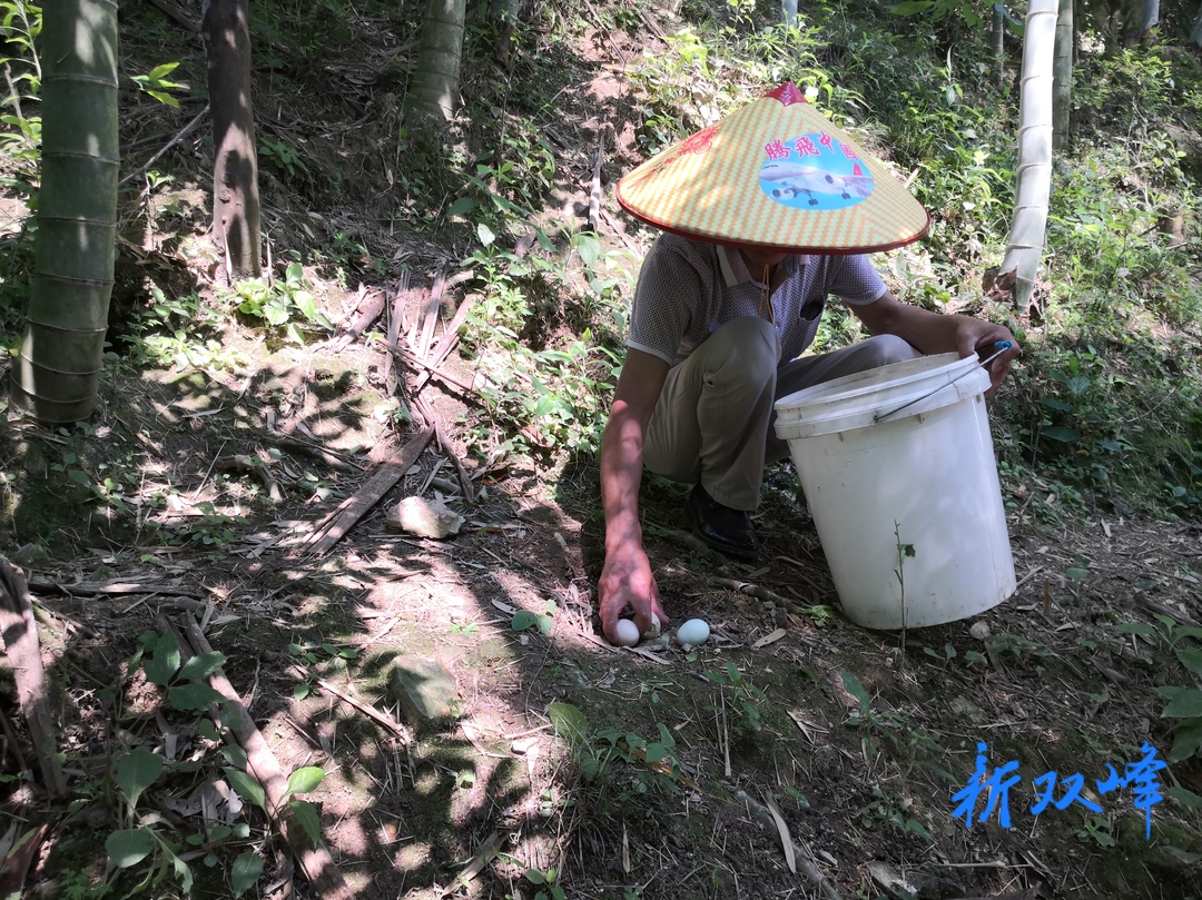 杏子铺镇：念好乡村振兴致富经