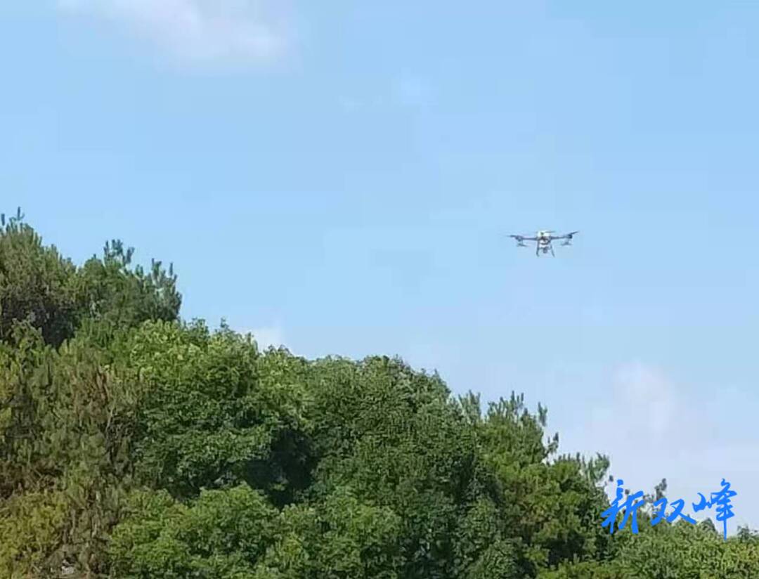 荷叶镇：防治松材线虫 守护绿水青山