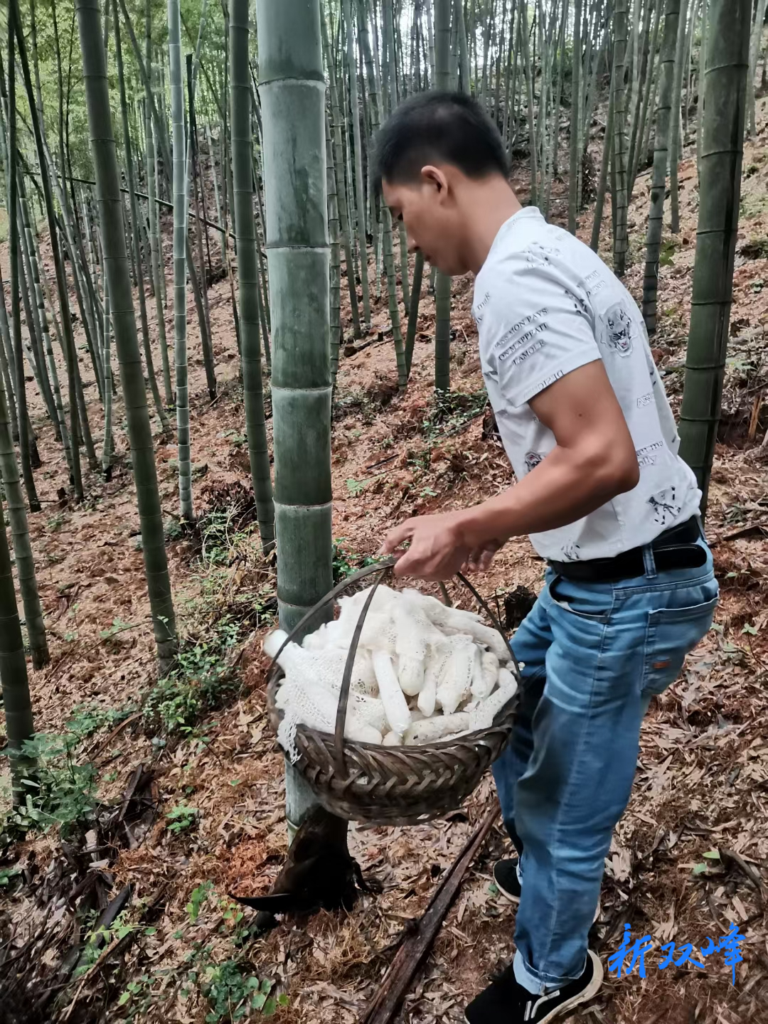 梓门桥镇：小竹荪带来大财富