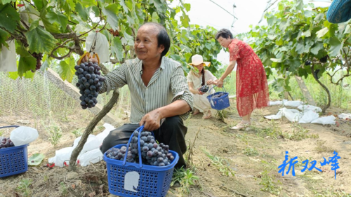 【我为群众办实事】：村干部帮助果农销售葡萄
