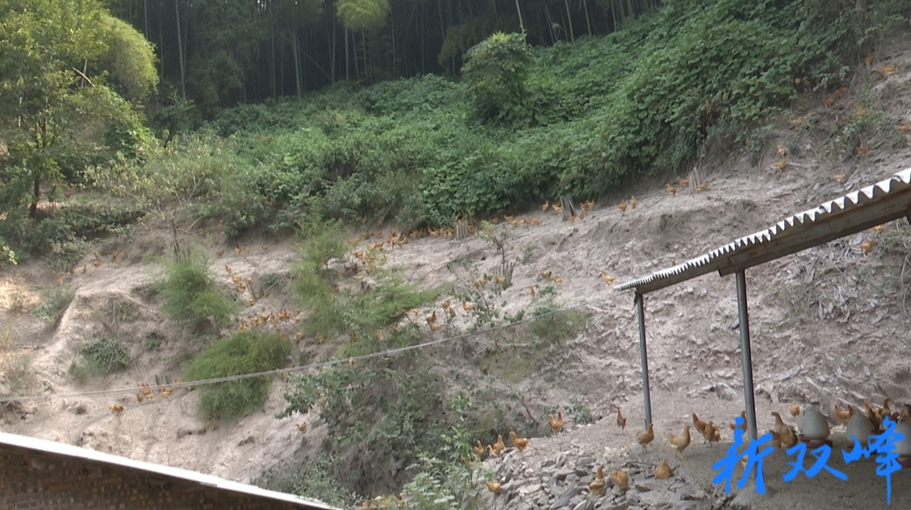 石牛乡罗延来： 养鸡“啄”开致富路