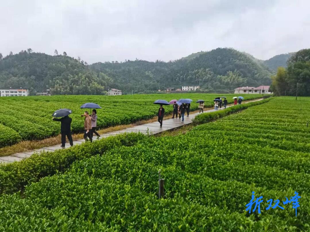市人大调研石牛乡茶叶产业