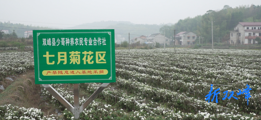 梓门桥镇新犀村：兴菊花产业 助乡村振兴