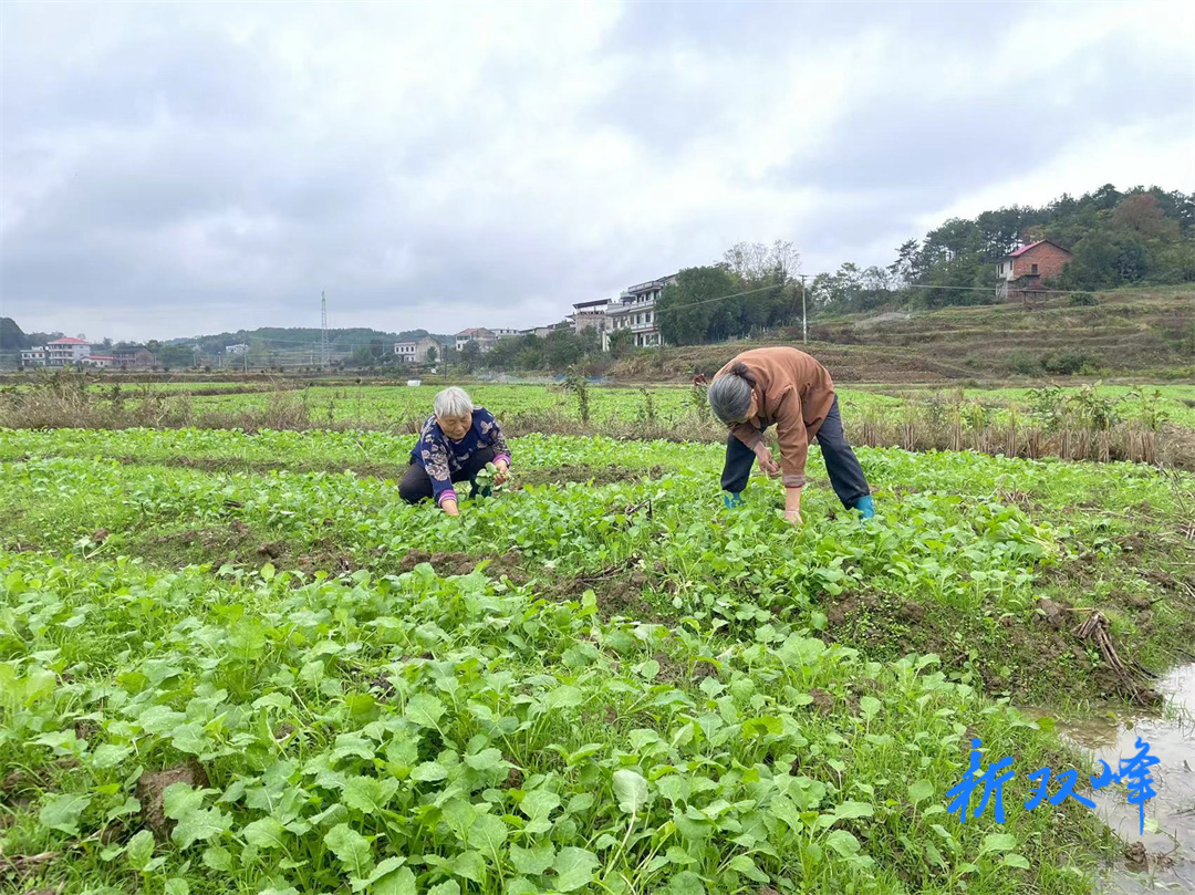 锁石镇：油菜种植正当时 待到来年花海见