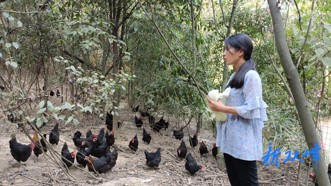杏子铺镇双源村：绿色引领乡村振兴