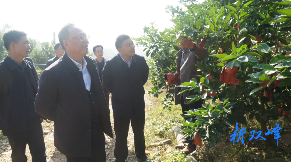 段平屏到走马街镇白杨村调研乡村振兴工作