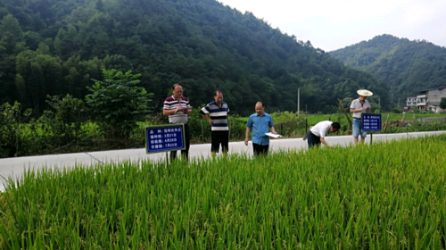 双峰县：再生稻量质齐增 为粮户增产添收