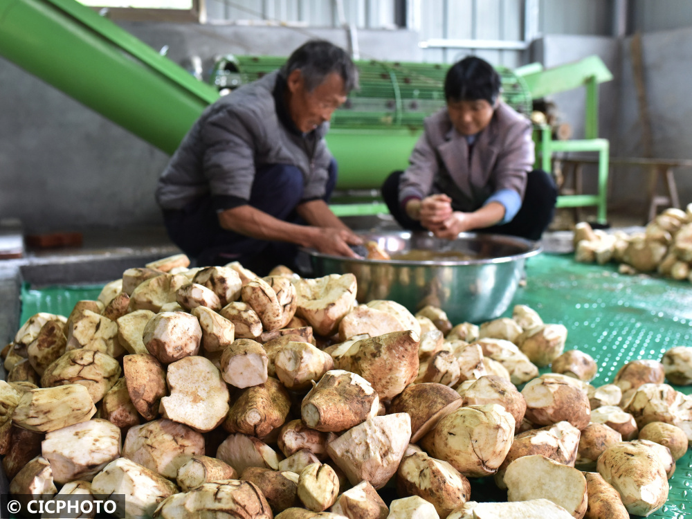 湖南双峰：红薯加工助农增收
