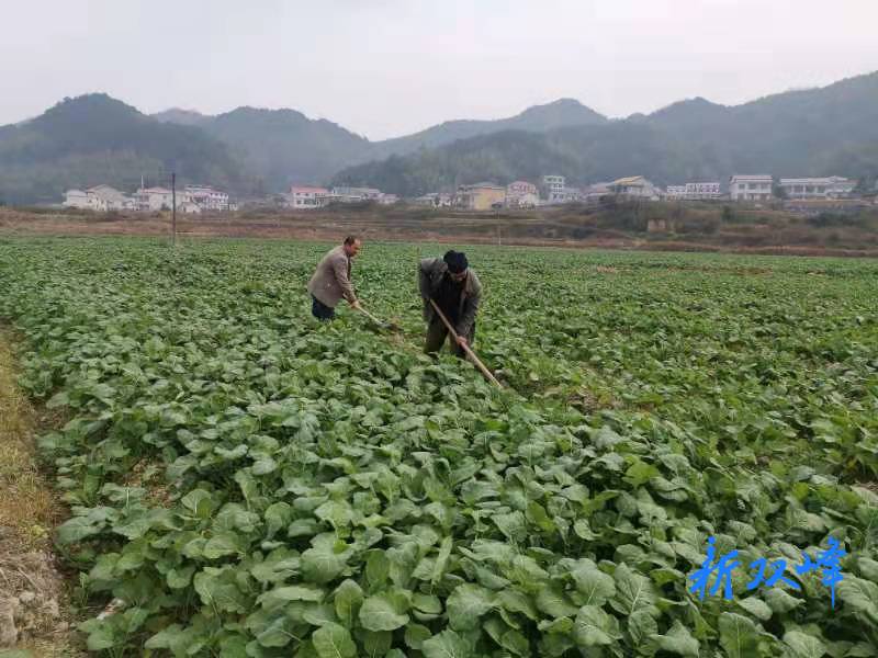 杏子铺镇斗盐村：种植油菜 促民增收