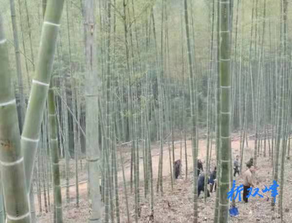荷叶镇加紧推进楠竹低改工作