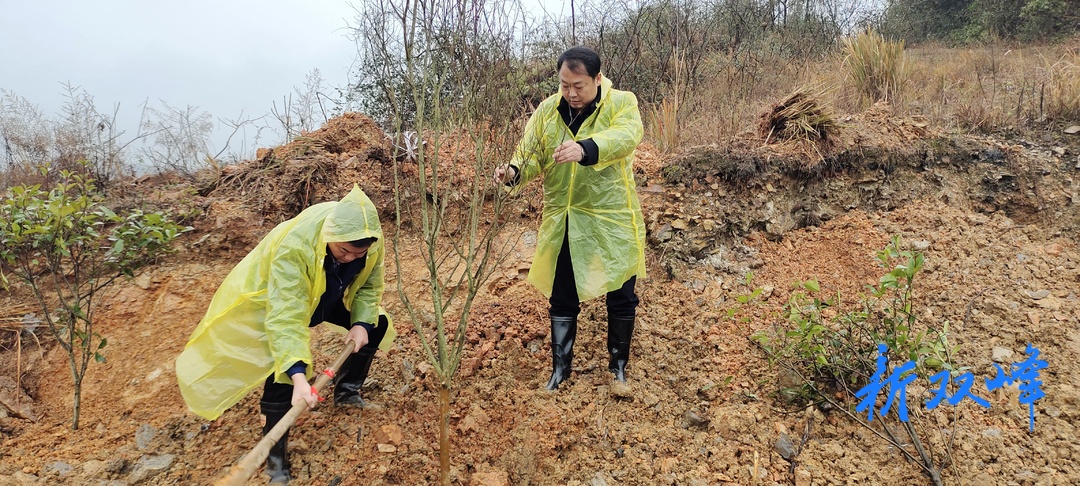 走马街镇人大代表积极参加植树活动