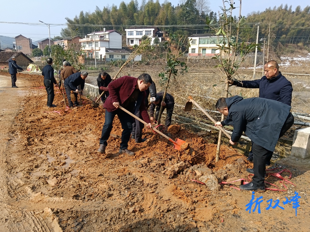 荷叶镇龙吟村：春风送暖栽新绿 美化绿化正当时