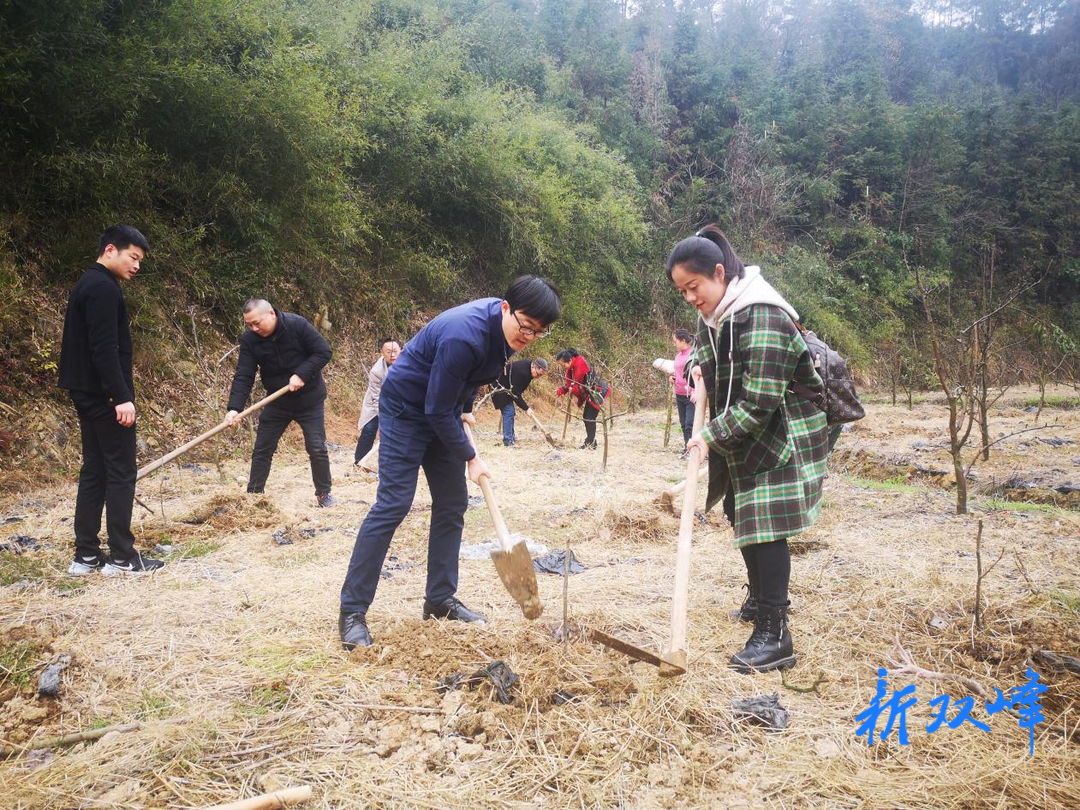 双峰县残联机关支部开展义务植树主题党日活动