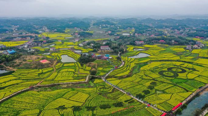 油菜花   节节高 ­­——双峰县历届油菜花节来啦