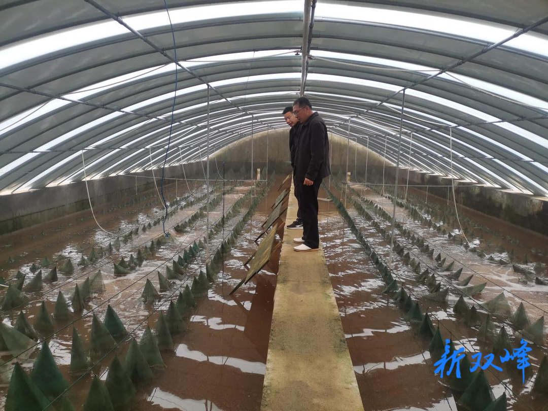 双峰县畜牧水产事务中心：鱼病防治，技术下乡