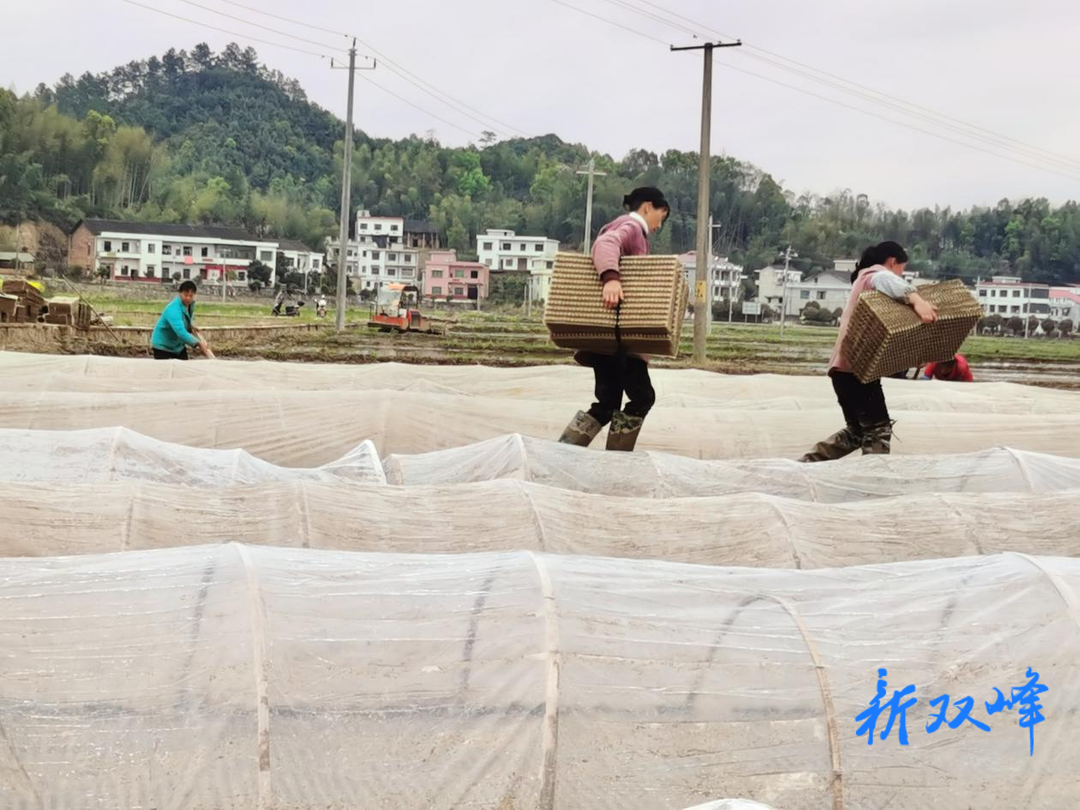洪山殿镇：趁取春光忙春耕