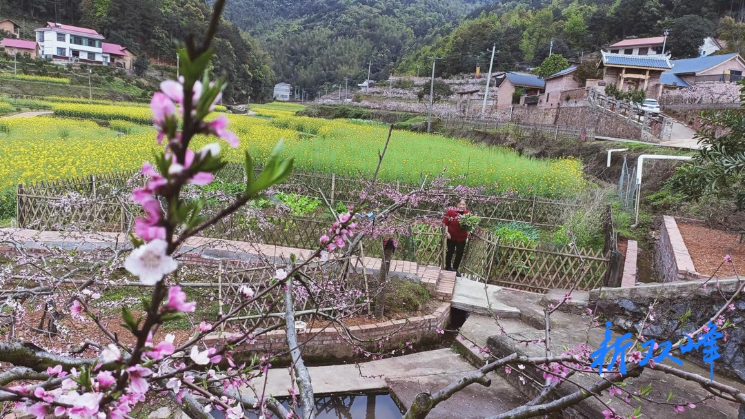 杏子铺镇：风吹树绿闻花香 绘就乡村新图景