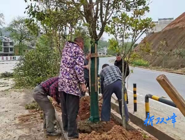 荷叶镇年年添新绿