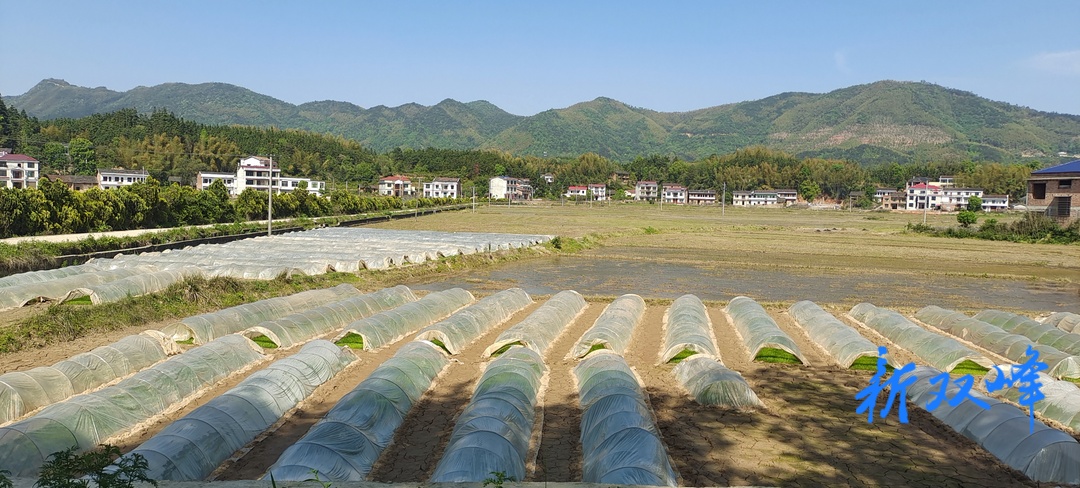 荷叶镇：抢抓农时 早稻育秧