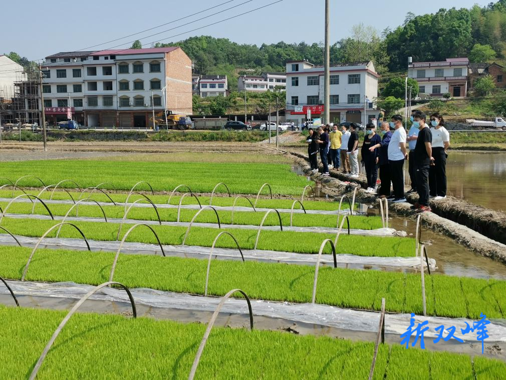 双峰县政协到永丰街道开展“稳定粮食播种面积”专项监督