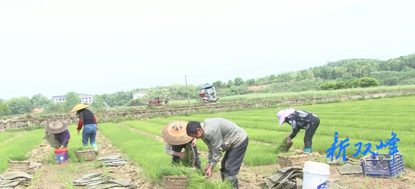 印塘乡：突出大户引领  多措并举保粮食生产