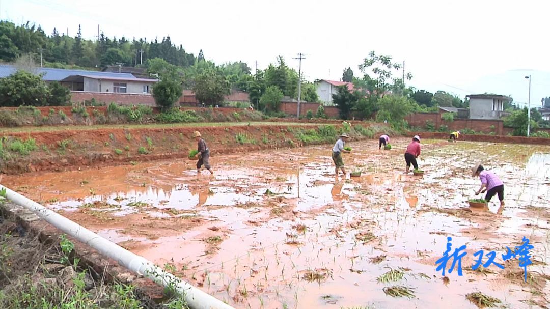 杏子铺镇：“土地复垦”助力乡村振兴
