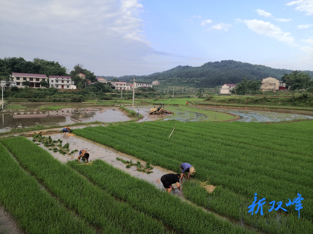 杏子铺镇：念好“田垅经” 助力乡村振兴
