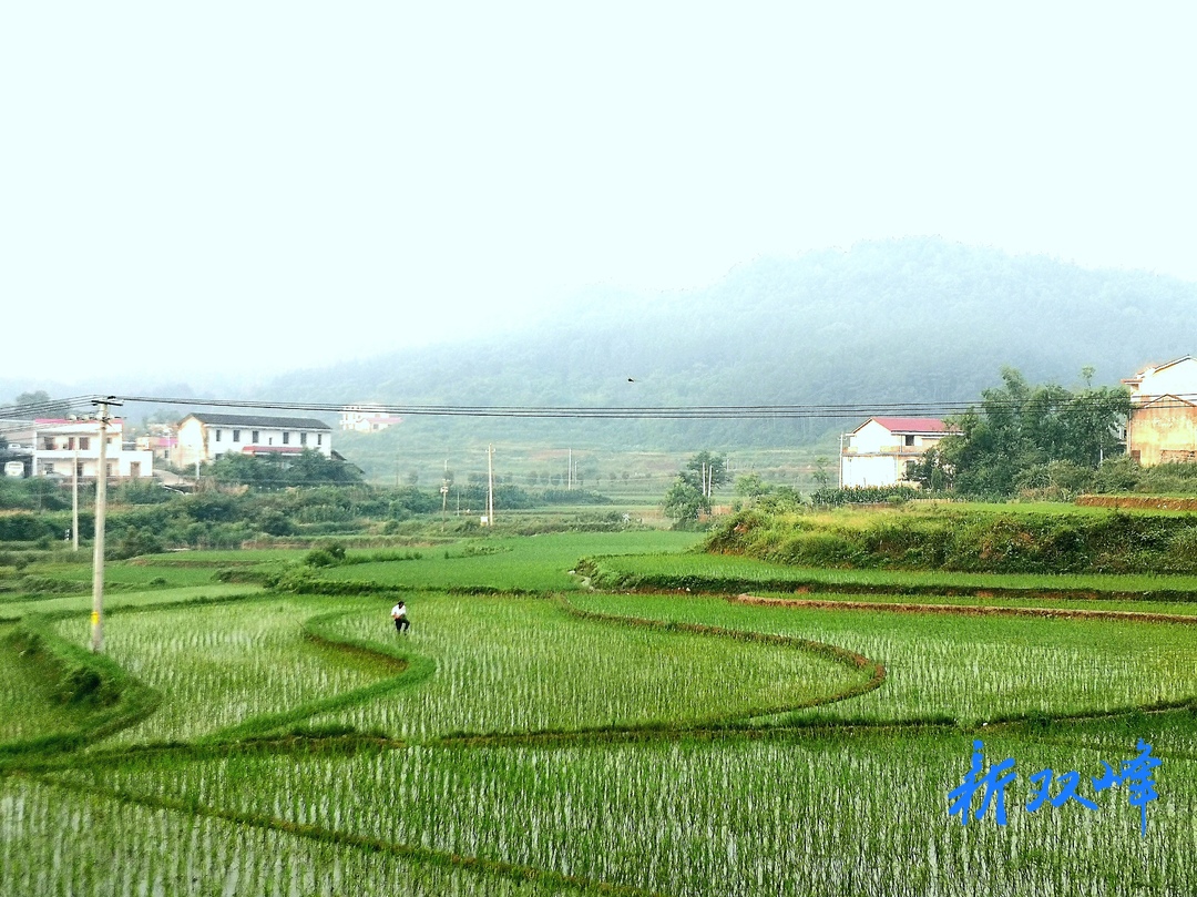 杏子铺镇扎实推进撂荒地整治