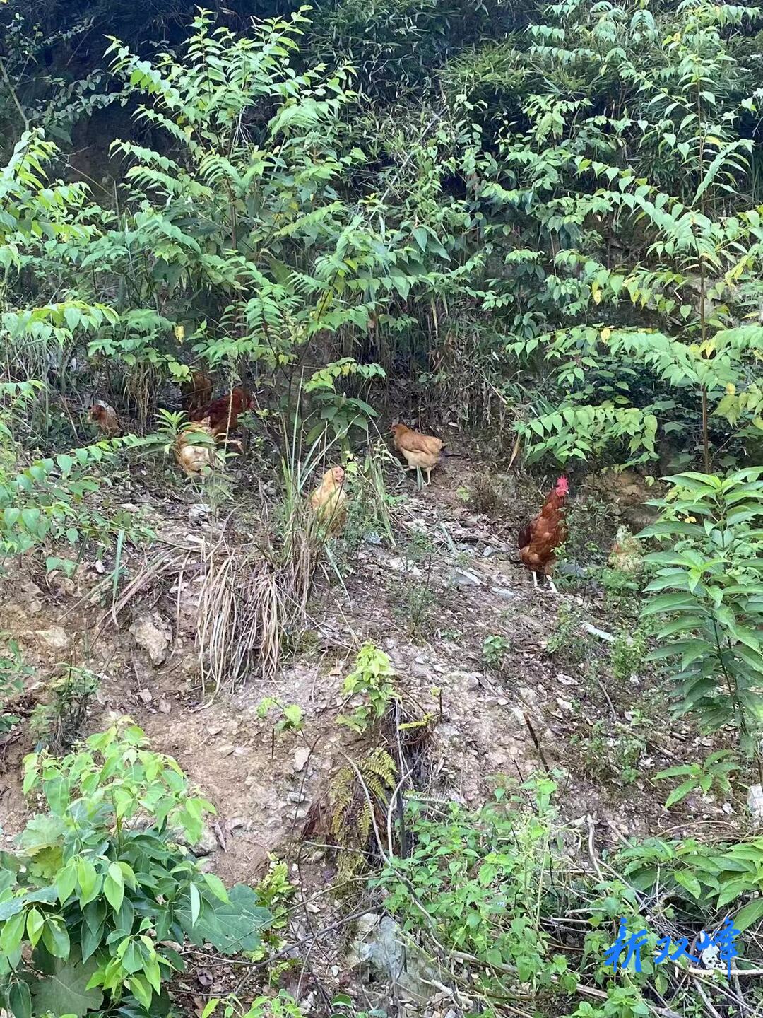石牛乡张莲花：立体循环种养蹚出致富路