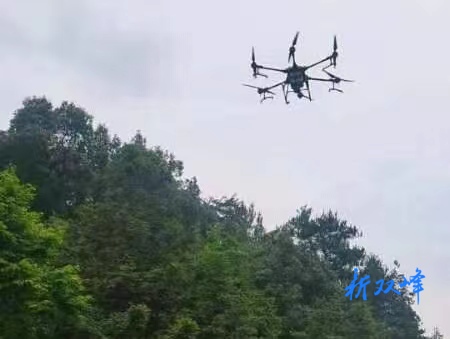 荷叶镇：防治林区虫害 守护绿色家园