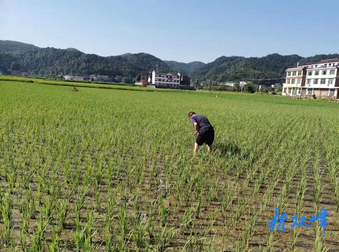 荷叶镇农技人员深入田间地头服务农业生产