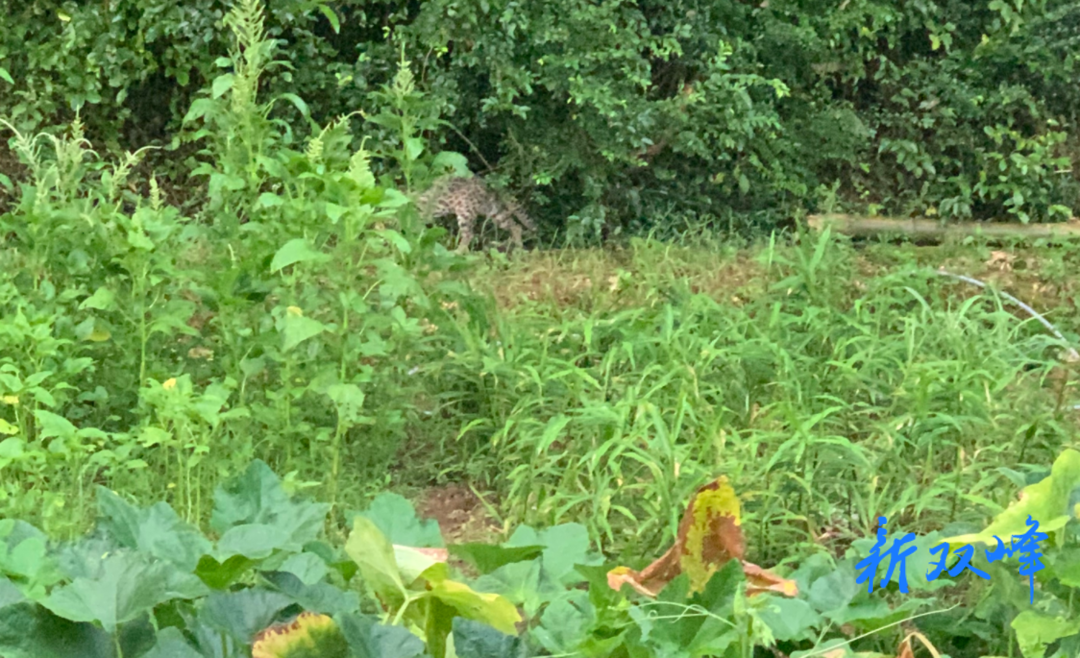 杏子铺镇：涟水村村民首次拍到珍稀野生动物豹猫