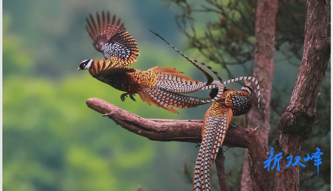 杏子铺镇：林长制绘画绿水青山