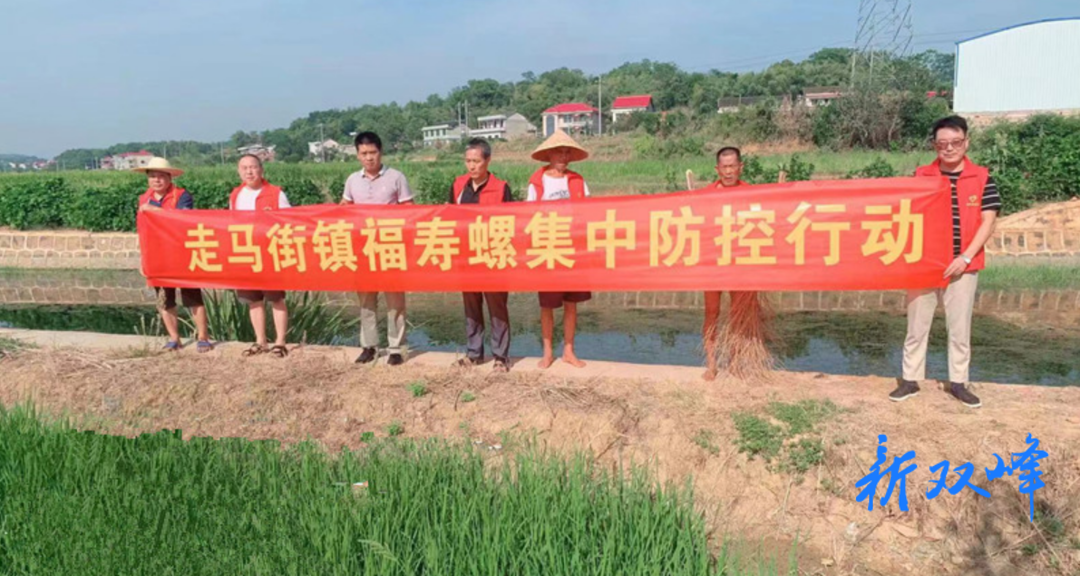 走马街镇全力打好福寿螺防控战