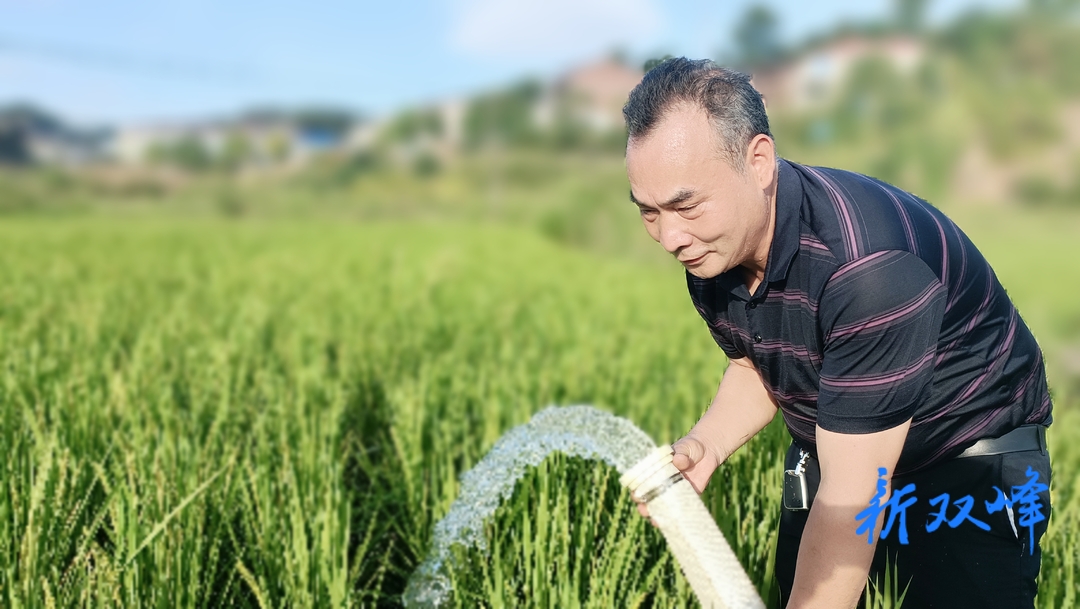 杏子铺镇：抽水灌溉抗大旱，力保粮丰稻谷香