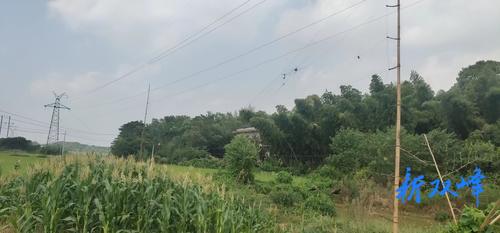 青树坪镇：为保护农作物架设捕鸟网？林业部门这样处置
