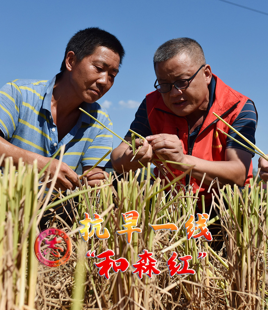文明雙峰?共建共享 | 抗旱一線“和森紅”