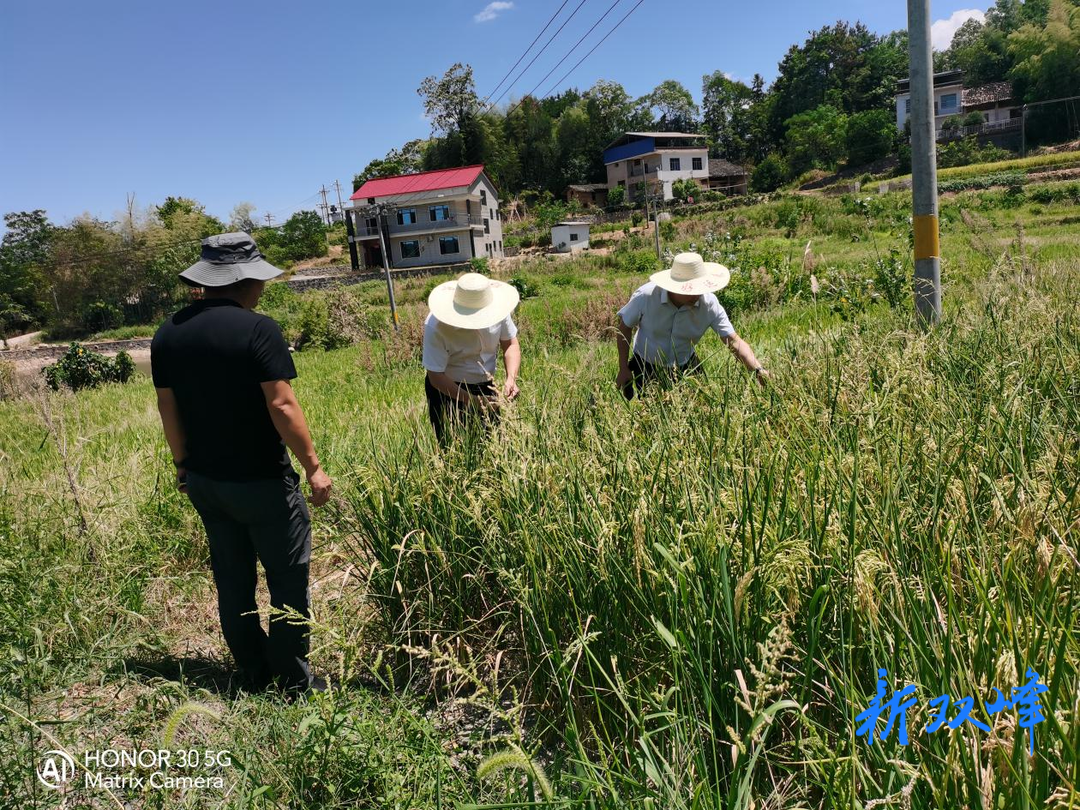 甘棠镇：党员干部齐发力，冲锋一线抗大旱