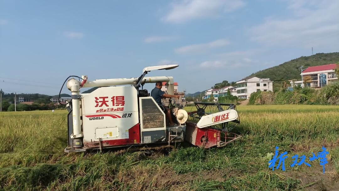 杏子铺镇：金秋稻谷香 “机械”抢收忙