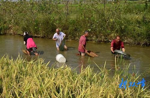 双峰县之中种养农民专业合作社稻田鱼喜获丰收