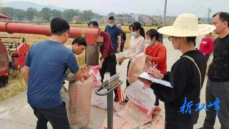 荷葉鎮晚稻喜獲豐收