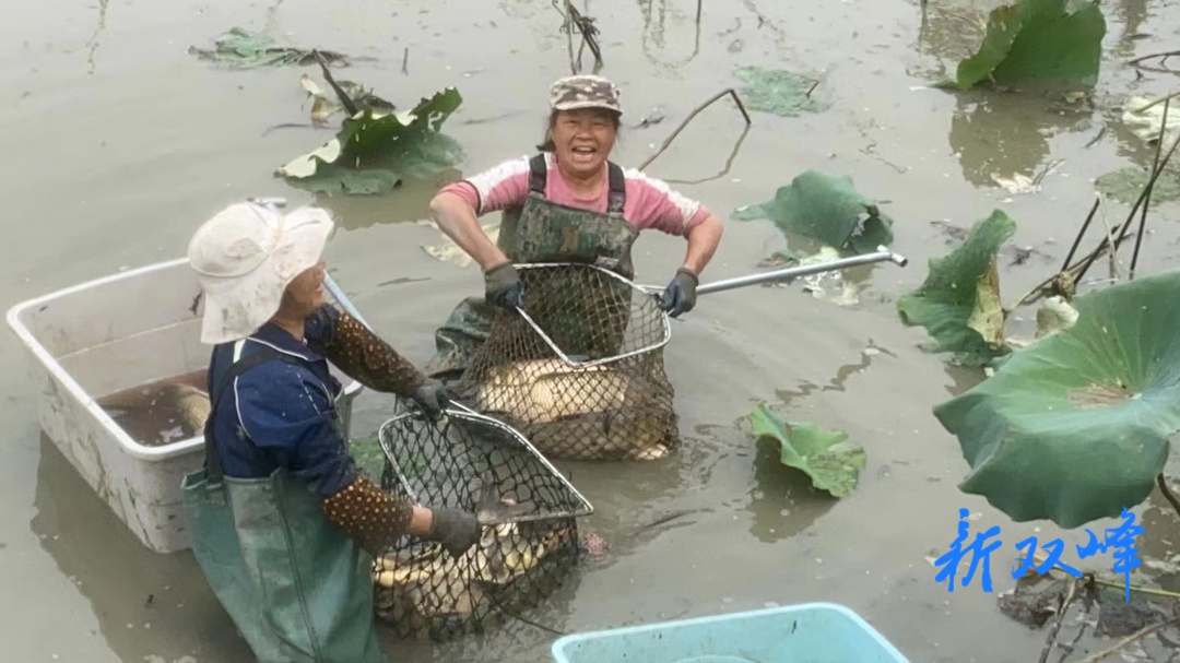 ?荷葉鎮：荷魚生態種養 蓮香魚肥雙豐收