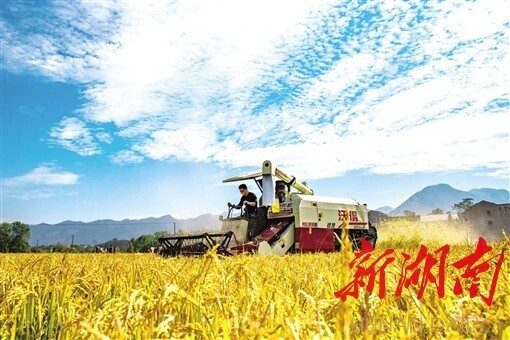 双峰沃土，粮食生产稳中有升|湖南日报观察头条