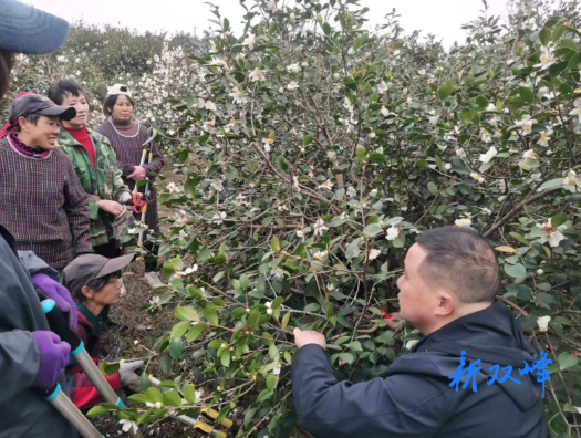 县林业局：科技赋能 助力双峰县油茶产业发展