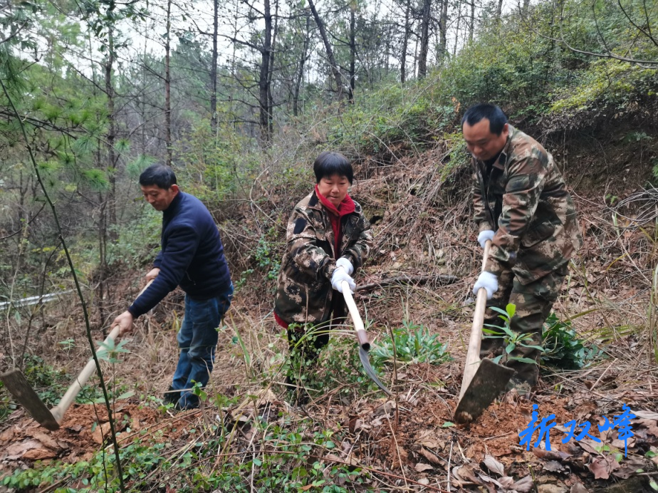 猪婆山林场开展义务植树活动