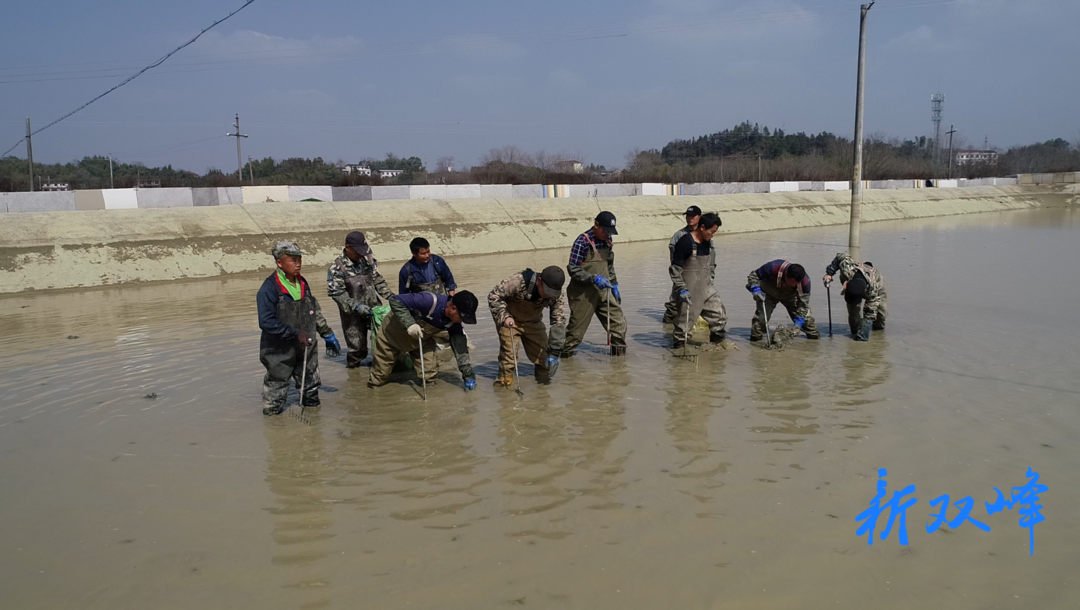 永丰街道合新村：甲鱼养殖助力乡村振兴