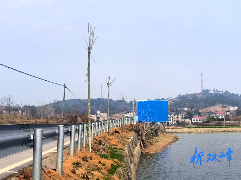 双峰县青花线绿化提升改造工程全线开工