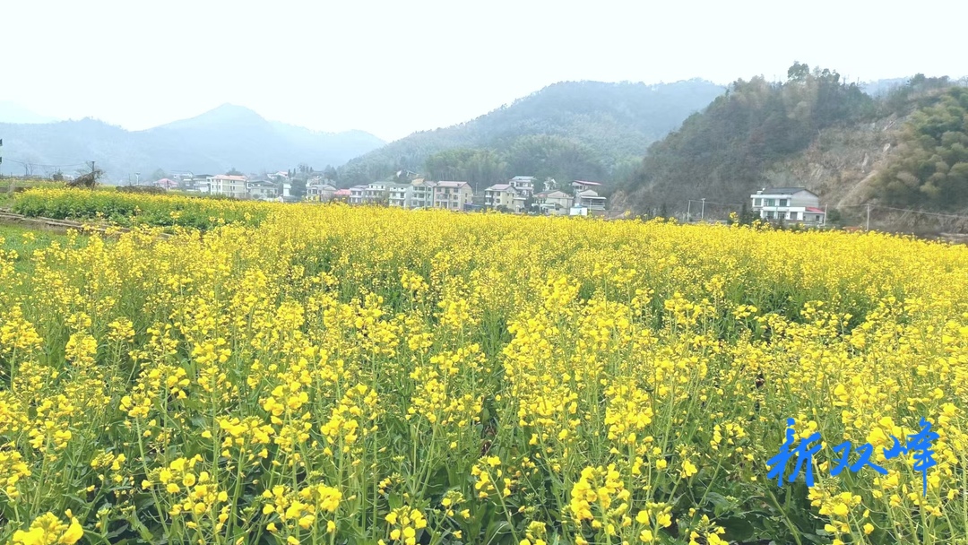 杏子铺镇：加强油菜管护 确保油菜稳产增收