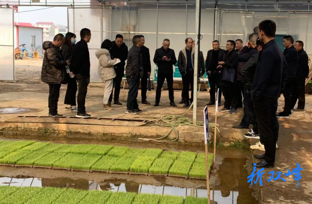 娄星区政府办和农业农村局到走马街镇考察交流工厂化集中育秧
